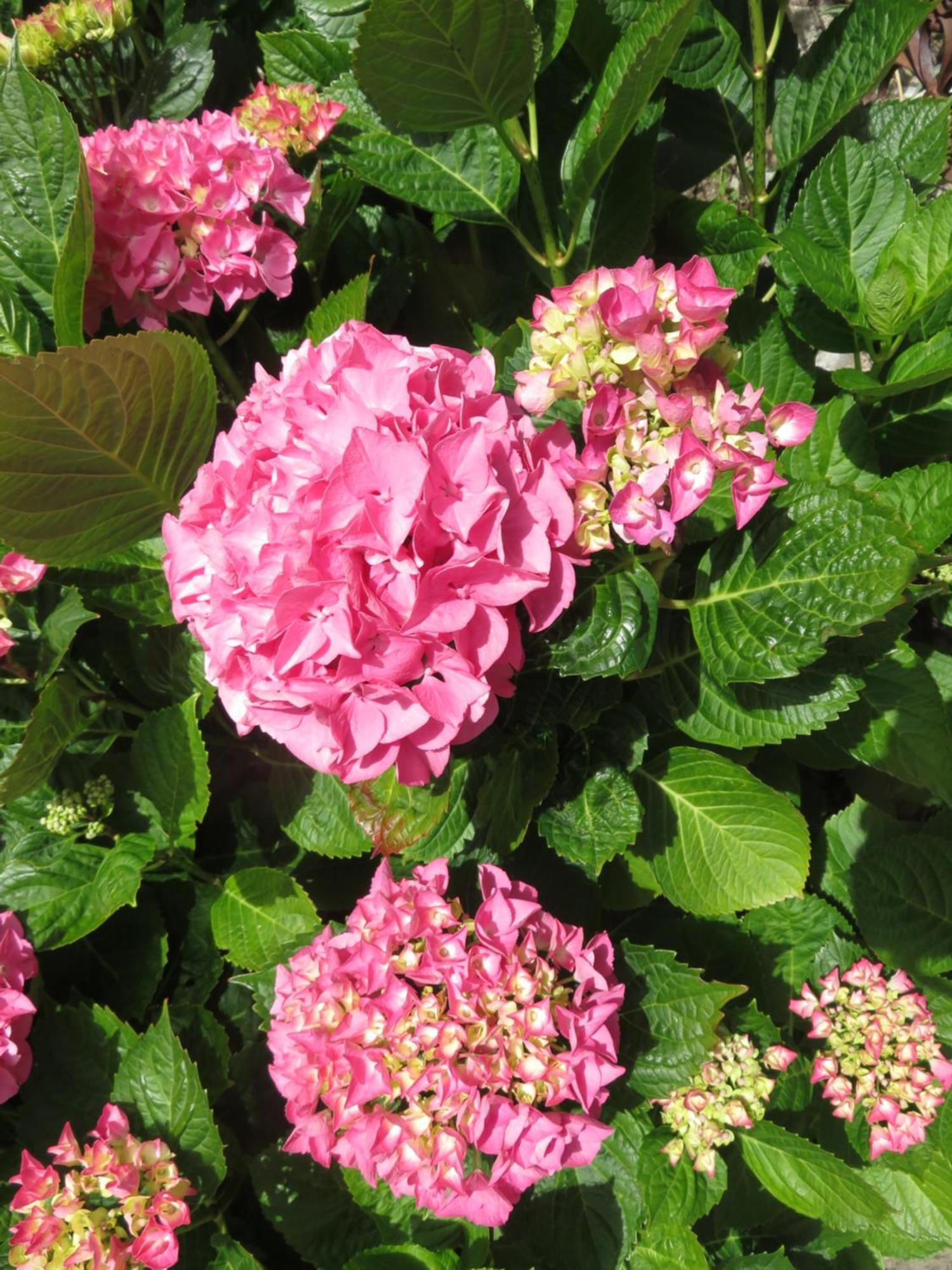 Pleudihen-sur-Rance Le Jardin A Mordreuc B&B 외부 사진